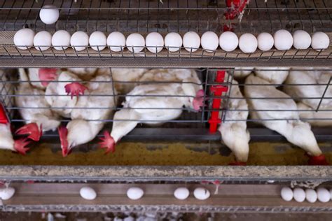 US doubles Brazilian egg imports once used only for pet food; Trump now ...