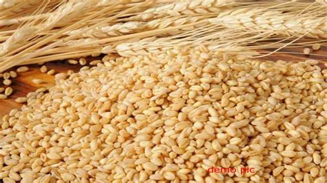 कठिया गेहूं की नई किस्मों में प्रोटीन, जिंक और आयरन भरपूर, कुपोषण होगा दूर