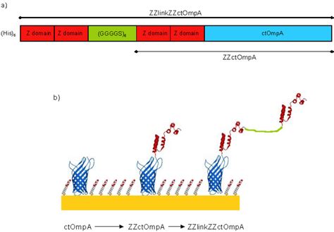 Self-Assembly of Protein Monolayers Engineered for Improved Monoclonal ...