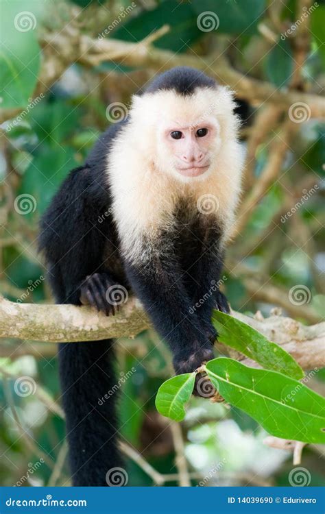 White Faced Or Capuchin Monkey Royalty-Free Stock Photography ...