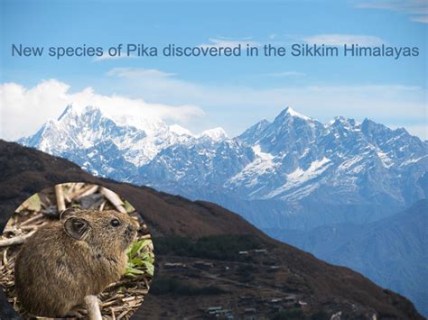 New species of Pika discovered in the Sikkim Himalayas | NCBS news