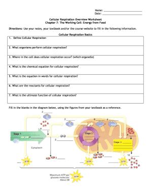 Cellular Respiration Overview Worksheet - Fill and Sign Printable ...