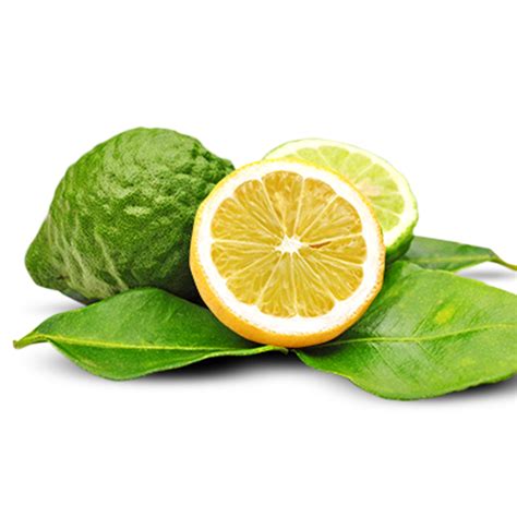 Buy Organic Bergamot Oil Online in India at Best Wholesale Price from ...