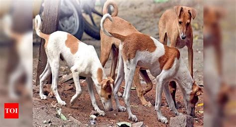 Samaritan tips off welfare activists, rescues 20 stray canines from ...