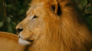 Masai Lion – African Lion Rising from the Ground