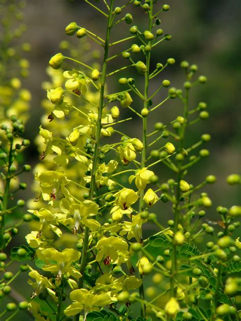 determined to uphold ecology and culture for inclusive development and ...