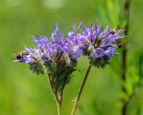 Purple Flower Weeds | Plant A Veg