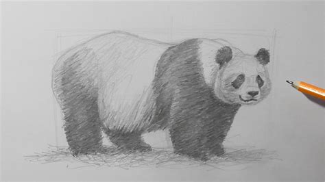How To Draw A Panda Real Life