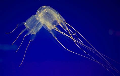 The BOX JELLYFISH: Nature’s Deadliest Marvel & Venomous Ocean Predator – Jellyfish Art
