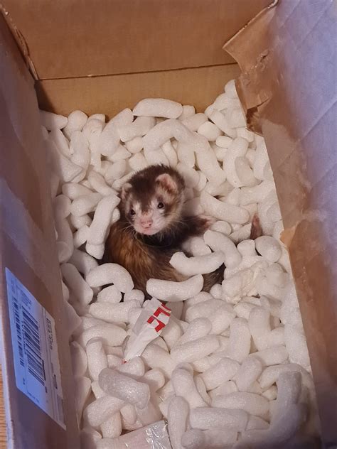 Young ferret biting - what does gnawing mean? :/ : r/ferrets