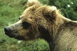 Image result for Brown Bear Animal