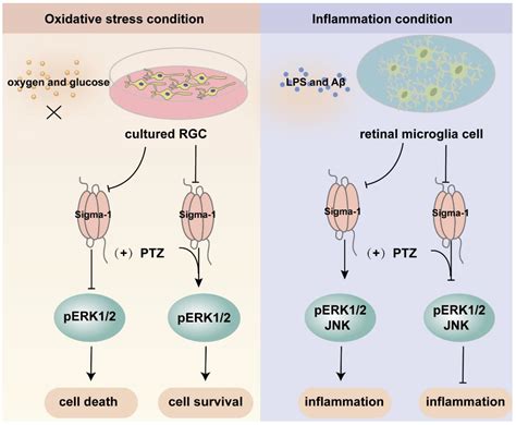 Sigma-1 Receptor in Retina: Neuroprotective Effects and Potential ...