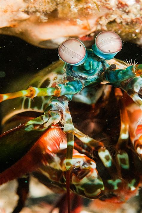 Zebra Mantis Shrimp Eyes