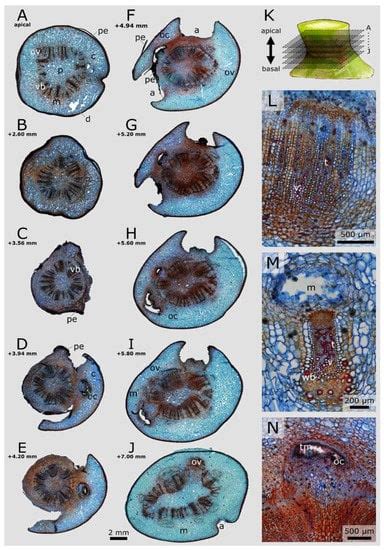 Plants | Special Issue : Periderm (Cork) Tissue Development in Plants