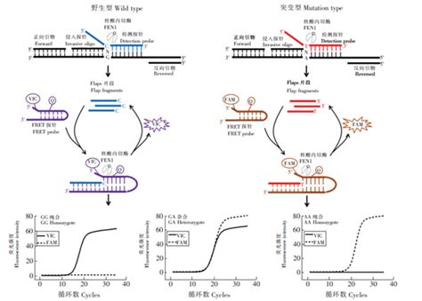 qPCR 的图像结果