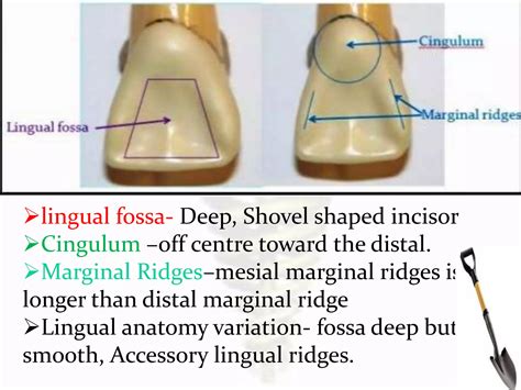 Tooth morphology...the architecture of part 2 for slide share | PPTX