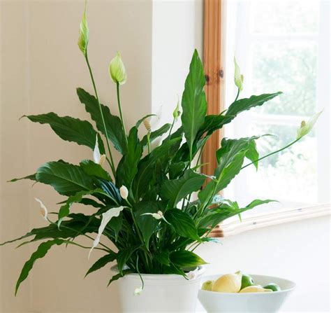 Peace lily plant care | Gardeningtheme.com