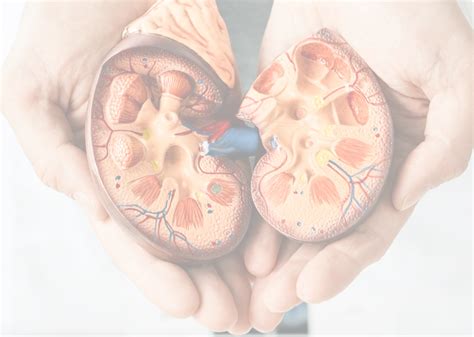 Kidney Function 的图像结果