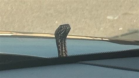 Snake pops out of car hood during Missouri mom’s drive | FOX 10 Phoenix