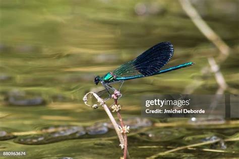 Image result for Alien River Bug