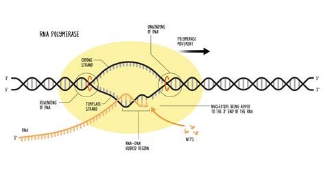 Image result for DNA Polymerase Function