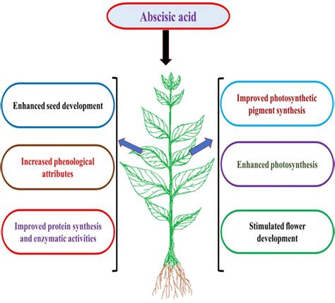 Abscisic Acid Function In Plants