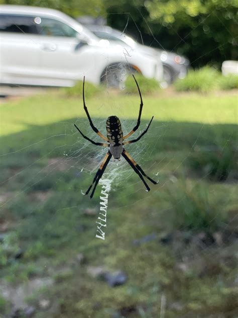 Unidentified spider in Littleton , North Carolina United States