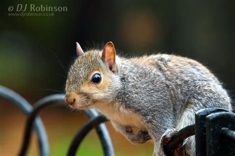 Photographing Squirrels - djrphoto.co.uk