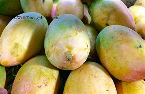 Exotica Orchids Grafted Totapuri Mango Plant : Amazon.in: Garden & Outdoors