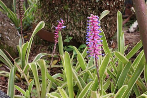 Image result for Horticulture Tips