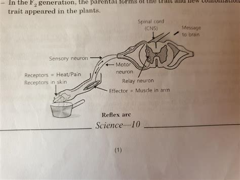 What is reflex arc? Draw a neat labelled diagram of the components in a reflex arc. Why do ...