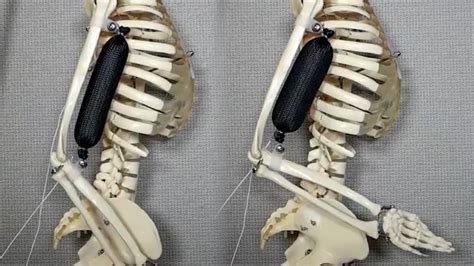 Image result for Artificial Muscle Based Robots