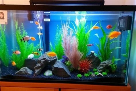 Image result for Basic Setup Fish Tank
