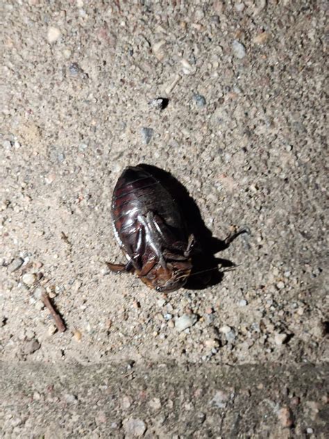 Conecticut , size of quarter . WhT type of Beatle is this ? : r ...