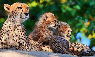 Image result for Stuffed Animals Cute Baby Cheetah