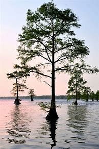 Image result for cypress