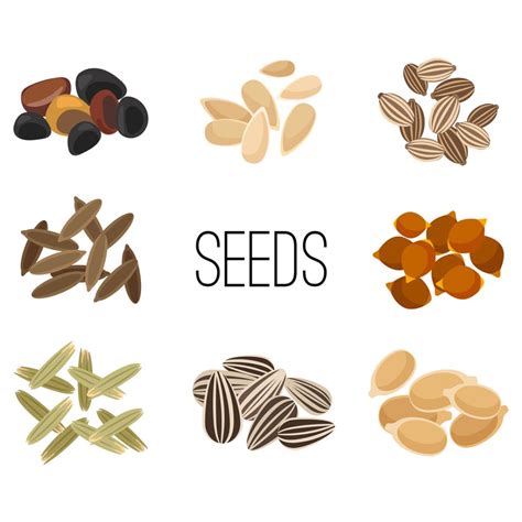 9+ Seeds Clipart: Images & Illustrations for 2025 - MasterBundles