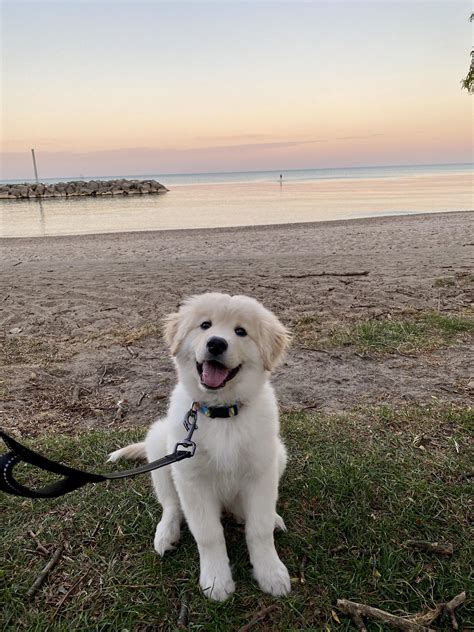 Samoyed Mixed With Golden Retriever
