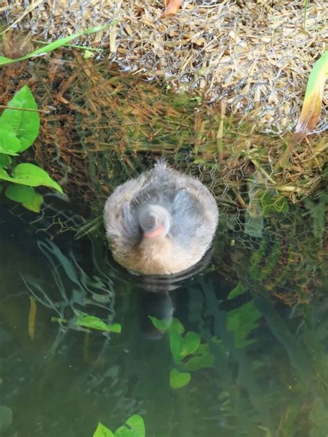 Image result for Bird Fail