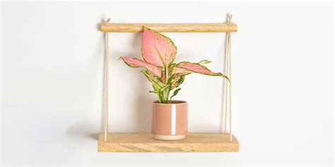 Chinese Evergreen: Plant Care and Growing Tips | Plantcarefully