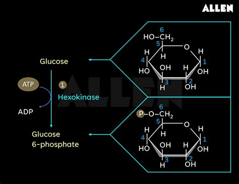 EMP pathway: Steps, Diagram and Significance