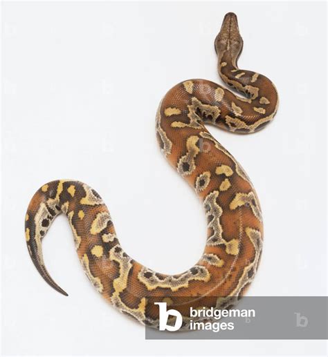 Pythonidae 的图像结果