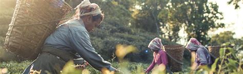 Makaibari Golden Bru Darjeeling Black Tea Bags, 100pcs : Amazon.in ...