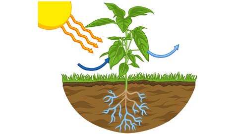 What is photosynthesis? - Twinkl