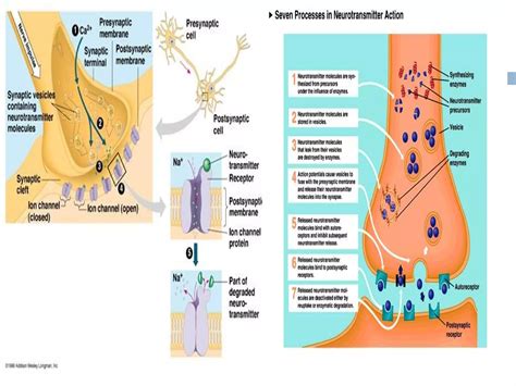 Image result for Repetitive nerve stimulation Nerve Conduction Study Procedure