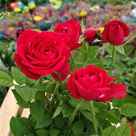Soil Savers Real Live Desi Red Rose All Time And Season Flowering Plant ...