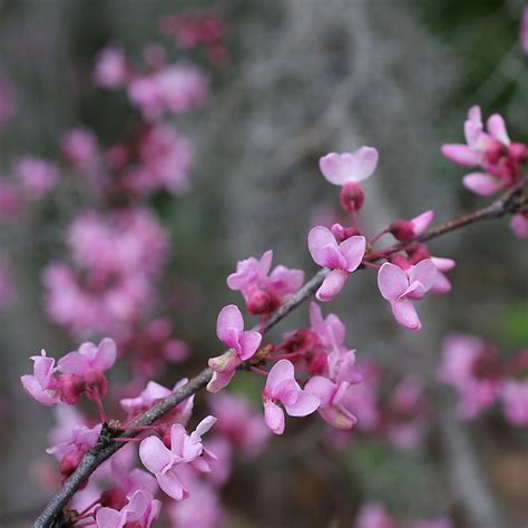Eastern Redbud