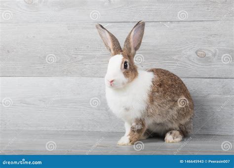 Large White and Brown Rabbits are Sitting. Stock Image - Image of ...