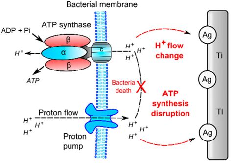 Antibacterial and Anti-Inflammatory Coating Materials for Orthopedic ...