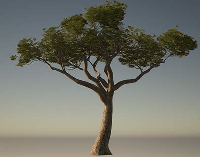 Making Realistic Model Fir Trees 的图像结果